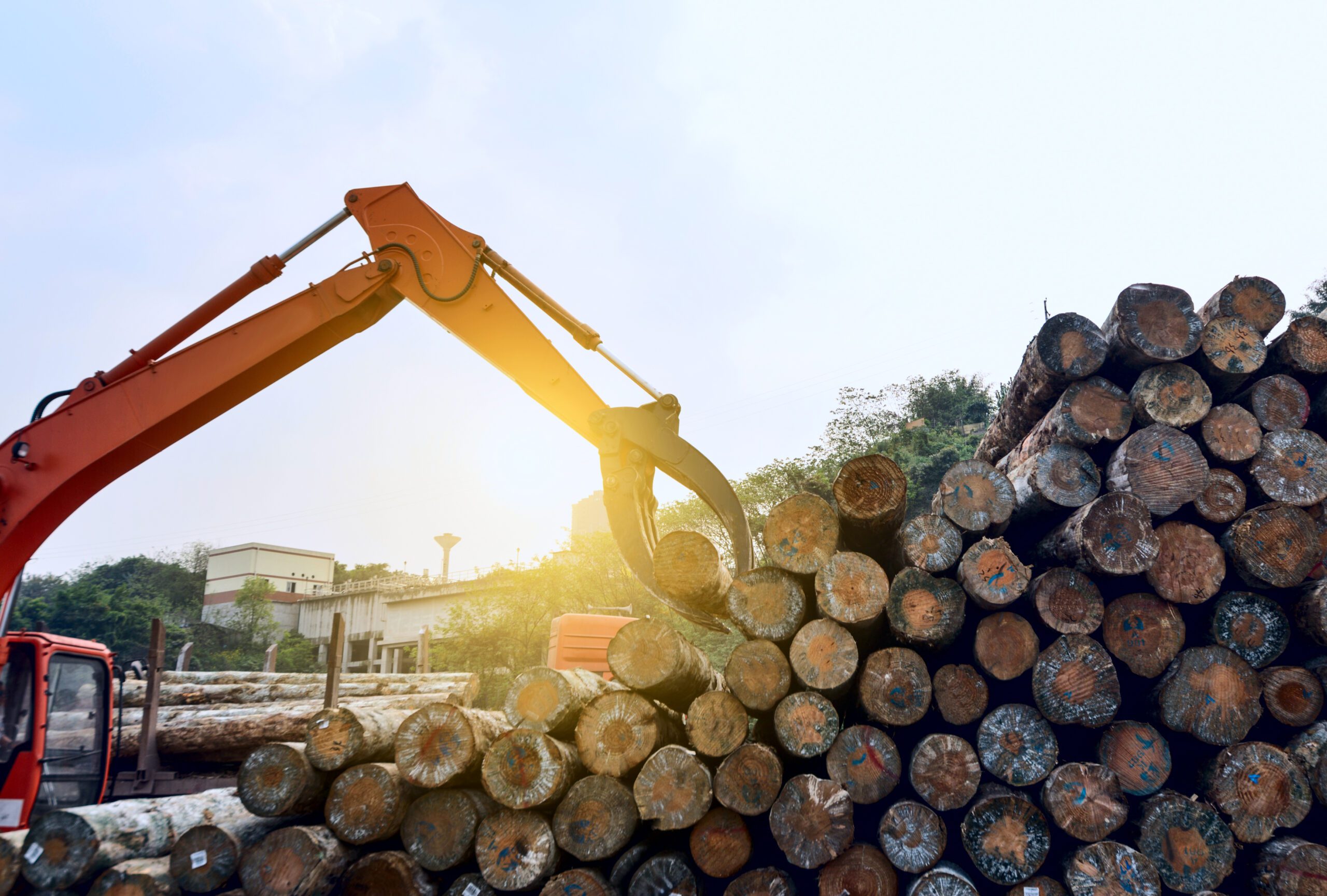 The Biggest Uk Timber Trader Tries To Avoid Bankruptcy